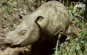 “Operation Sumatran Rhino: Mission Critical” – a Nat Geo Wild