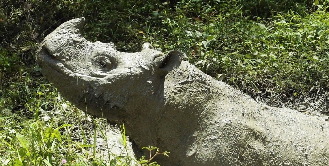 “Operation Sumatran Rhino: Mission Critical” – a Nat Geo Wild