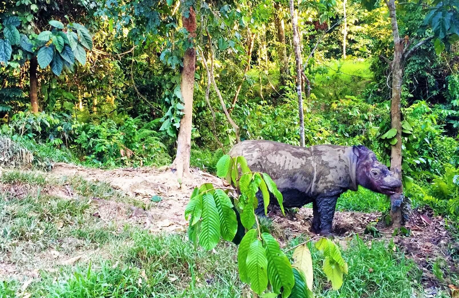 Puntung improving after successful surgery — Borneo Rhino Alliance