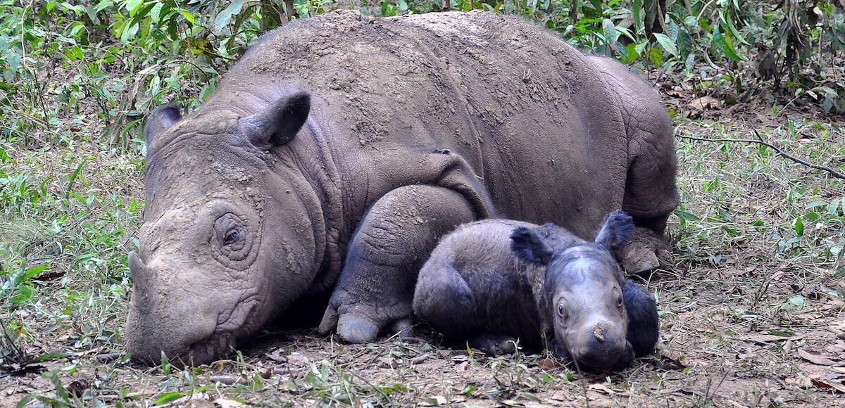 Borneo Rhino Alliance — BORA is an NGO which is dedicated to uniting ...