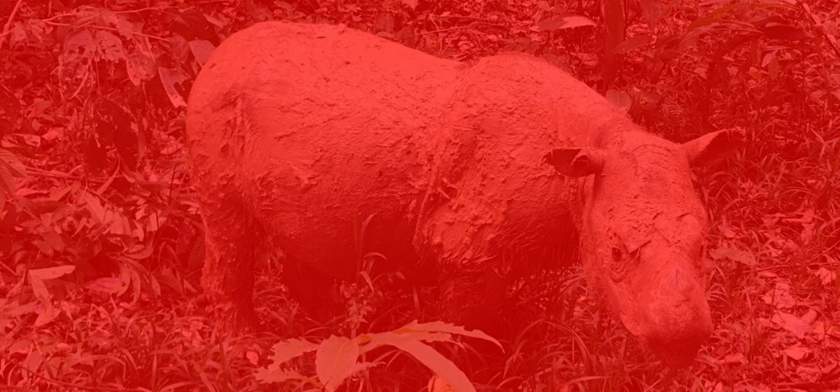 Urgent appraisal needed of Sumatran rhino conservation efforts — Borneo