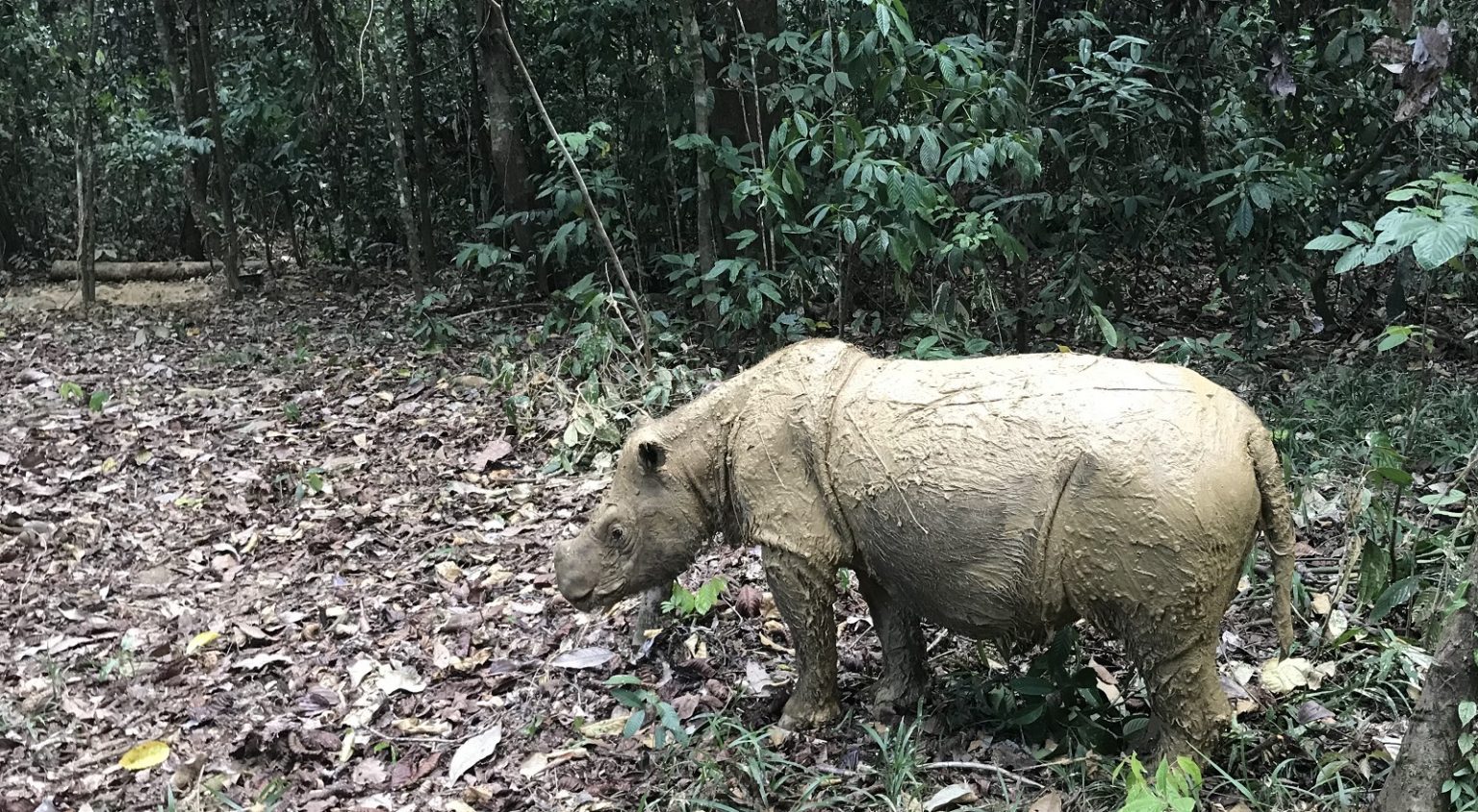 Press — Borneo Rhino Alliance